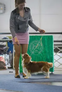 Cavalier King Čarles Španiel - Erdőszéli Ezüstcsillag