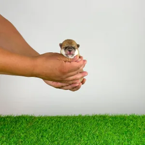 Shiba inu - Vana