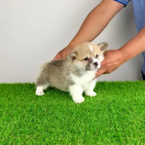 Welsh Corgi Pembroke - Zuro