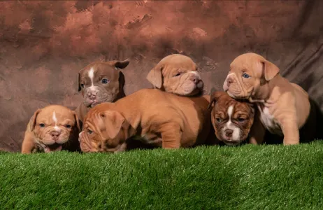 American Buli - Exotic - American Bully Hot & Top