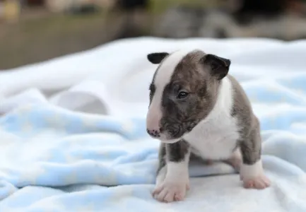Miniatűr bullterrier - Koda
