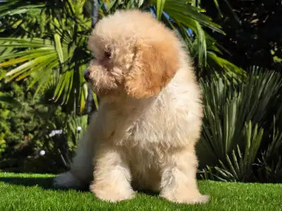 Cavapoo - Solo