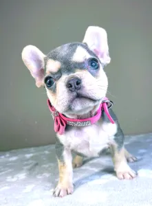 Französische Bulldogge - Amelie