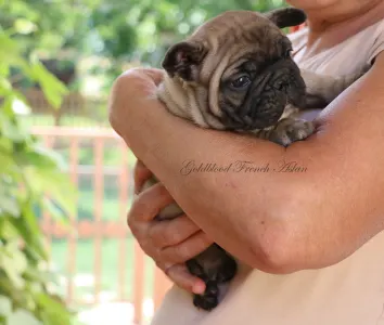 French Bulldog - Aslan