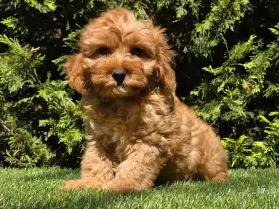 Cavapoo - Mike