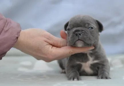 French Bulldog - Magnus