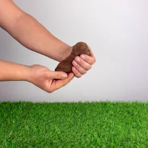 Pudel miniaturowy - Jumpy