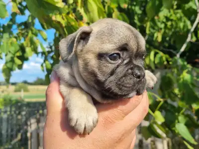 French Bulldog - Harley