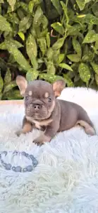 Bulldog francese - Donnie