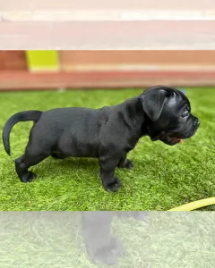 l'American Bully - Standard - Marionberry