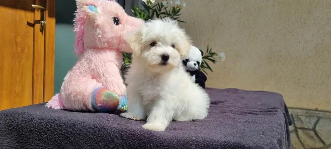 Maltipoo - Toffee