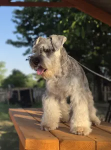 Zwergschnauzer - Kicsijo