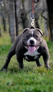 American Bully - Pocket - Pálma
