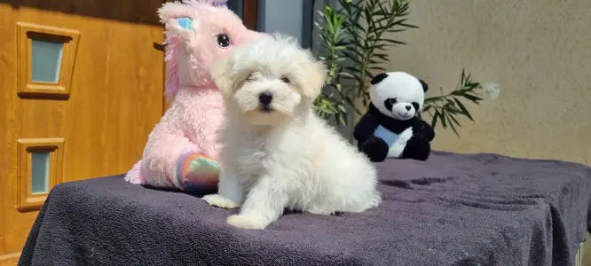Maltipoo - Toffee