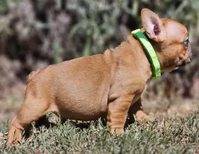 French Bulldog - Uranus