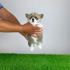 Welsh Corgi Pembroke - Cosima