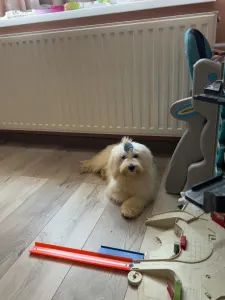 Coton de Tulear - Enzo