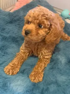Caniche Nain - Pudel Miniature F