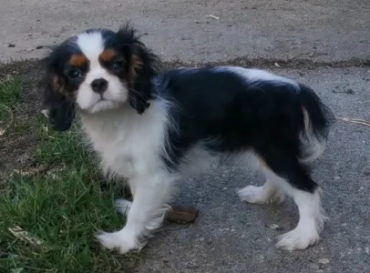 Cavalier King Charles Spaniel - Ginnie