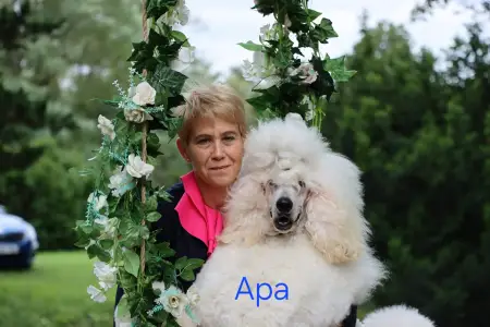 Óriás uszkár - Giant Miracles Extazy Diamond Rose