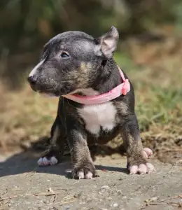 Miniatűr bullterrier - Paula 