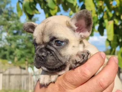 French Bulldog - Hailey