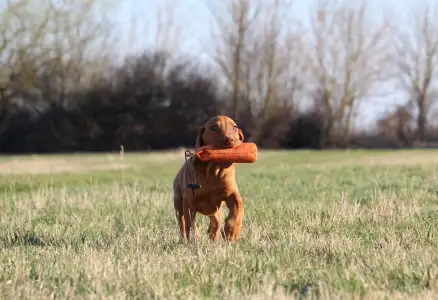 Kurzhaariger Ungarischer Vorstehhund - Pörgelóci Bugatti