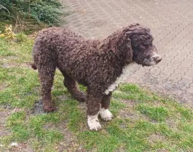 Lagotto Romagnolo - Aky
