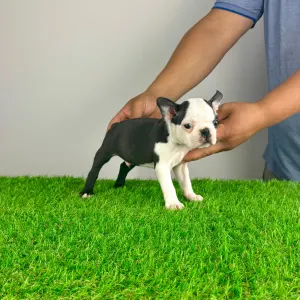 Boston Terrier - Yacco