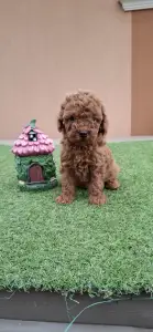 Caniche Nain - Bradley