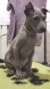 Thai Ridgeback - Bane Wild-romance Of Chiang Exotic Wolfs