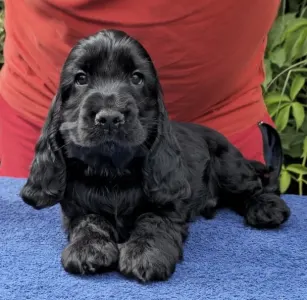 Cocker spaniel angielski - Cristoforo Colombo