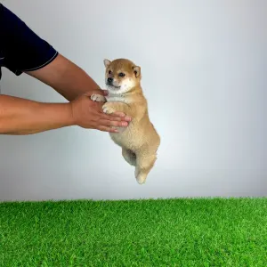 Shiba Inu - Vana