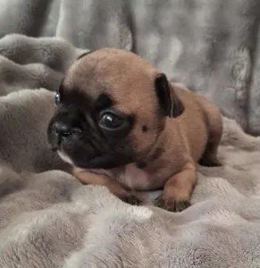 Bulldog francez - Hero From Lilis Breed