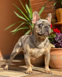 French Bulldog - Ernest