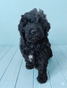 Portuguese Water Dog - Balthazar Royal Black (bali)