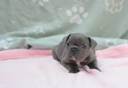 Francouzský buldoček - Madeleine 