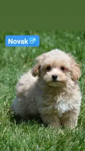 Maltipoo - Novak