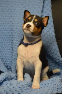 Basenji - Lucky Alien