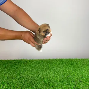 Pomeranian - Mandarin
