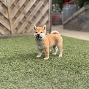 Shiba - Bravados Inori