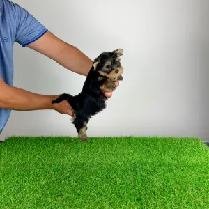 Yorkshire Terrier - Zico