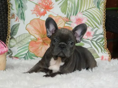 French Bulldog - Zyva
