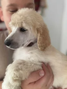 Poodle Standard - Giant Miracles Extazy Snow Empress Amira