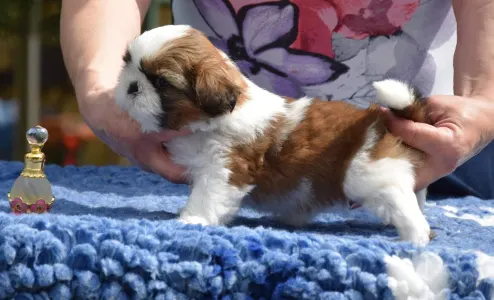 Shih Tzu - La Bellezza Del Tibet