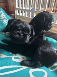 Affenpinscher - Aster