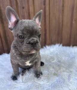 Französische Bulldogge - Carter