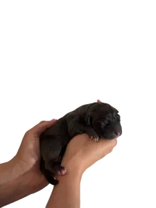 Amerikai Bully - XL - Selim