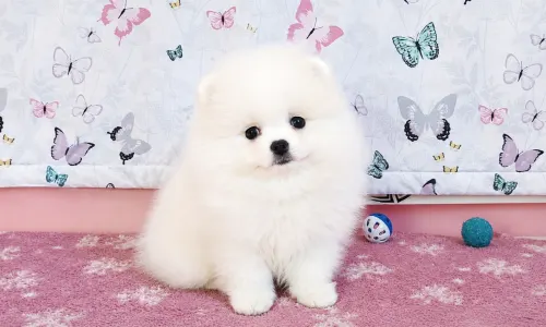 Pomeranian - Diamond