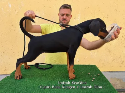 Dobermann - Keagina